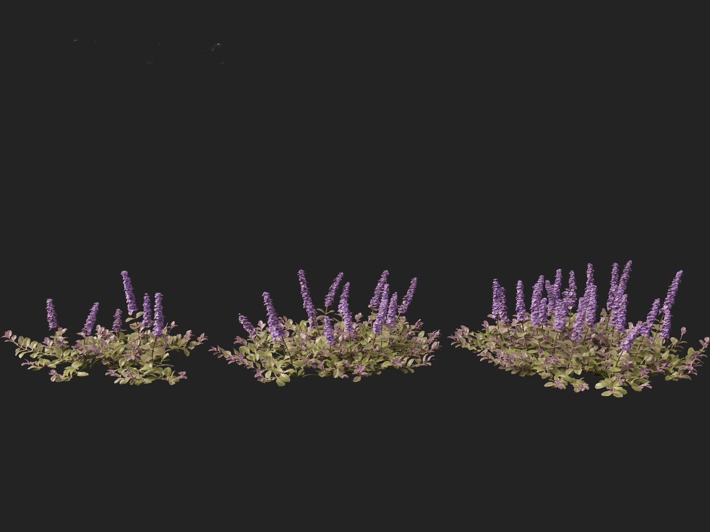 HighPolyLowPoly Ajuga reptans - Carpet bugleweed model https://p.turbosquid.com/ts-thumb/1R/r3an9f/bw/ajugareptans016/jpg/1737092644/1920x1080/fit_q87/50e1dccd4cc58b2fd7835758be818b917f5964fc/ajugareptans016.jpg