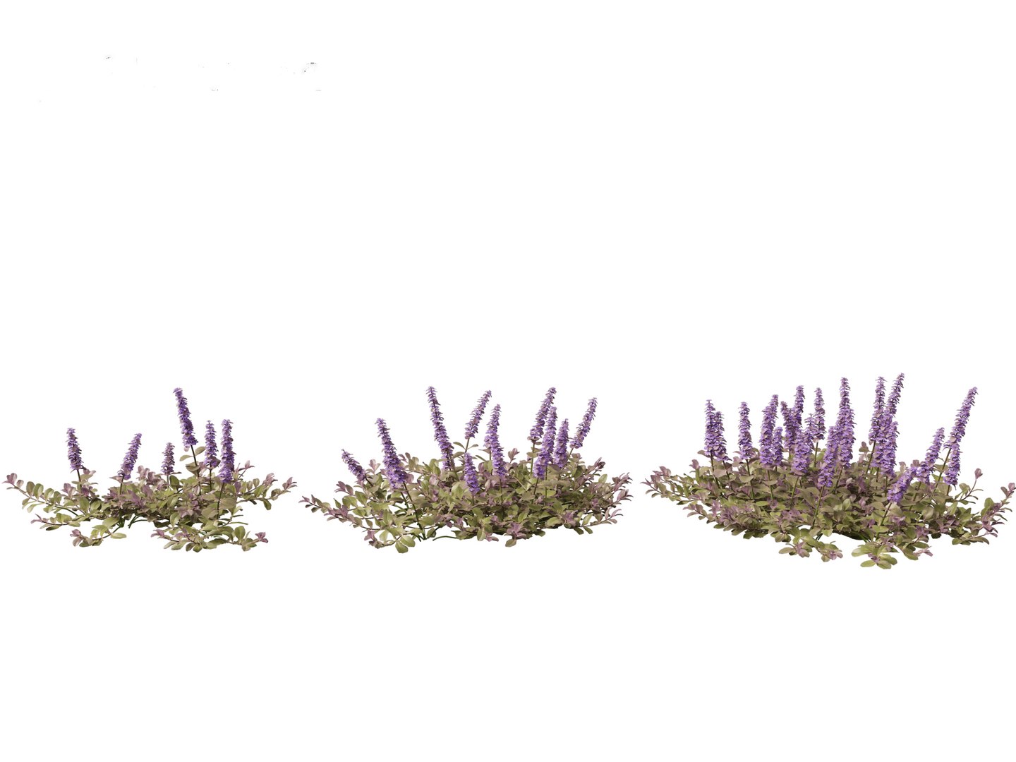 HighPolyLowPoly Ajuga reptans - Carpet bugleweed model https://p.turbosquid.com/ts-thumb/1R/r3an9f/dN/ajugareptans015/jpg/1737092644/1920x1080/fit_q87/16945c1b3cee3a4452f67c322a9b86d603084542/ajugareptans015.jpg
