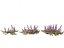 HighPolyLowPoly Ajuga reptans - Carpet bugleweed