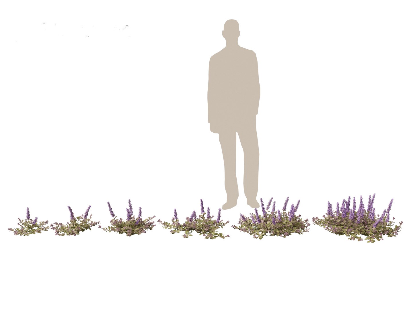 HighPolyLowPoly Ajuga reptans - Carpet bugleweed model https://p.turbosquid.com/ts-thumb/1R/r3an9f/gd/ajugareptans011/jpg/1737092642/1920x1080/fit_q87/ccf2672516c118a41b9d51327dd5ba0b5337771a/ajugareptans011.jpg