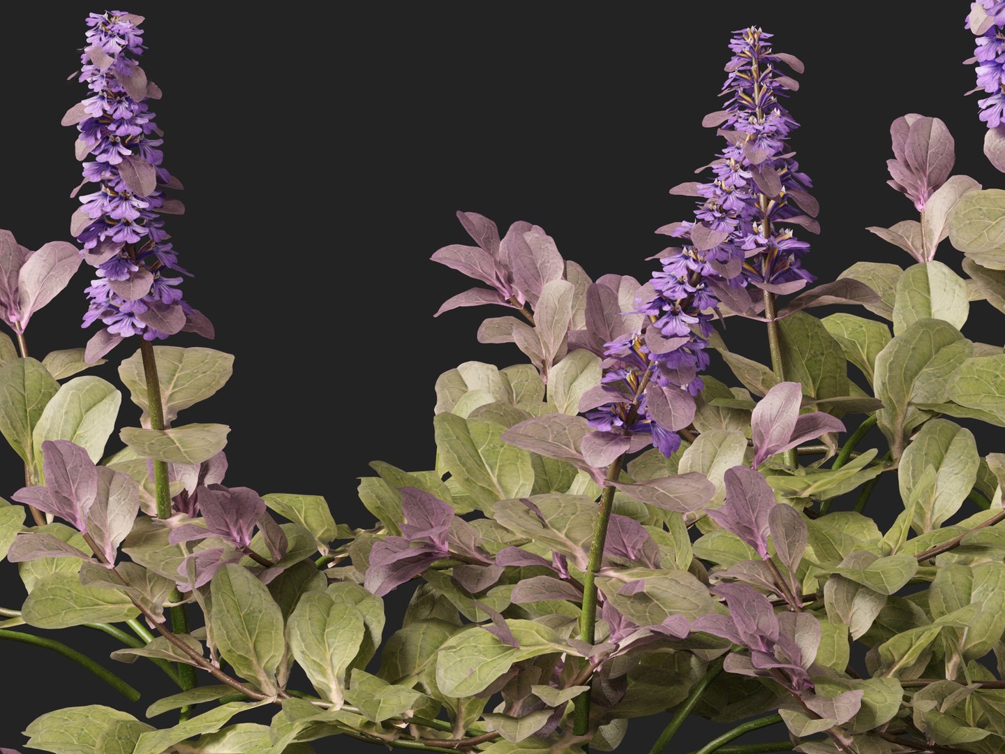 HighPolyLowPoly Ajuga reptans - Carpet bugleweed model https://p.turbosquid.com/ts-thumb/1R/r3an9f/hf/ajugareptans0110/jpg/1737092649/1920x1080/fit_q87/2a4678eb093e12fb53f358c6867799a32ae36ffa/ajugareptans0110.jpg