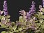 HighPolyLowPoly Ajuga reptans - Carpet bugleweed