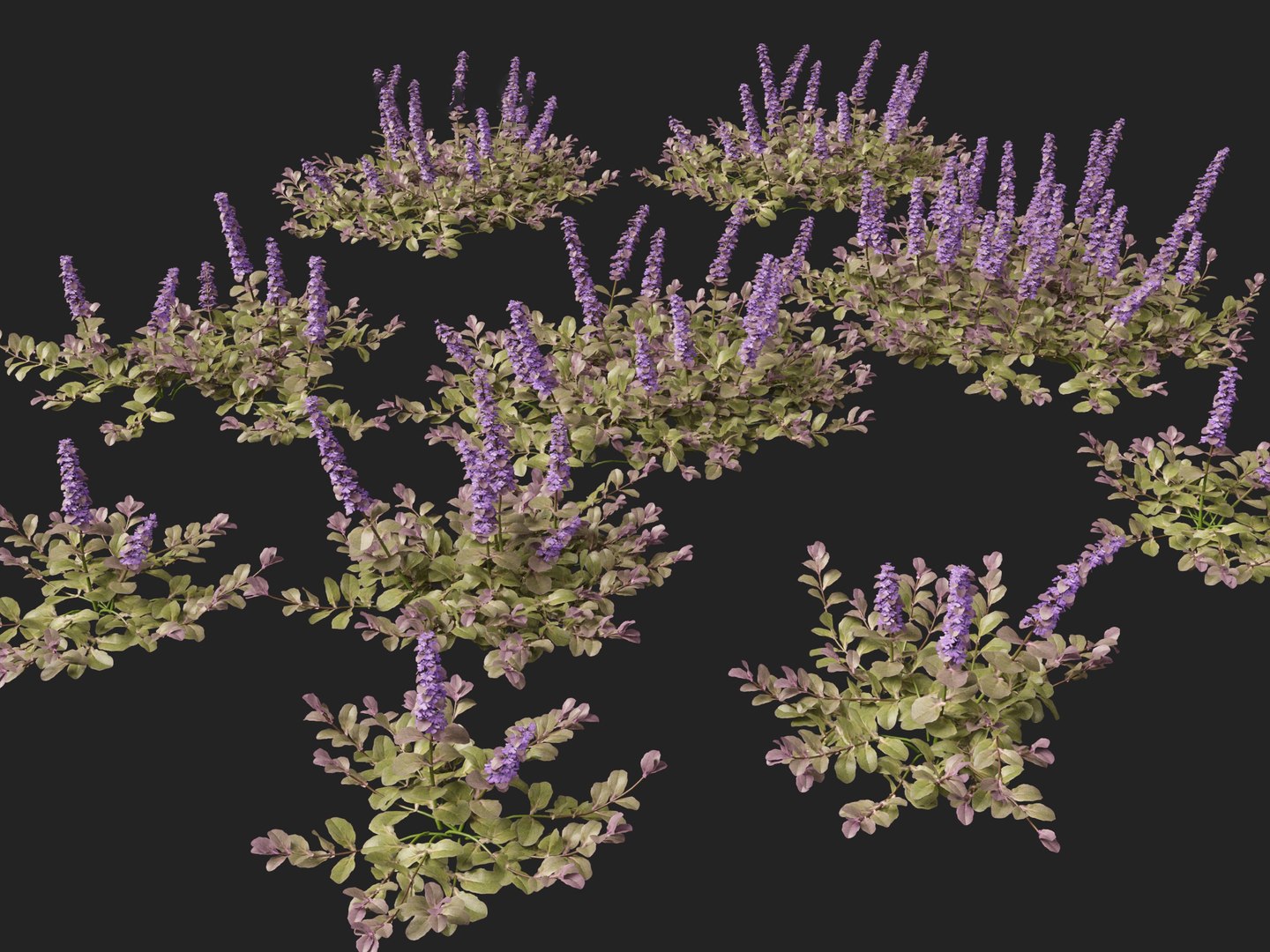 HighPolyLowPoly Ajuga reptans - Carpet bugleweed model https://p.turbosquid.com/ts-thumb/1R/r3an9f/lJ/ajugareptans018/jpg/1737092648/1920x1080/fit_q87/95fd39c9467ff82fb021b02492cfb4fad10bc3e0/ajugareptans018.jpg