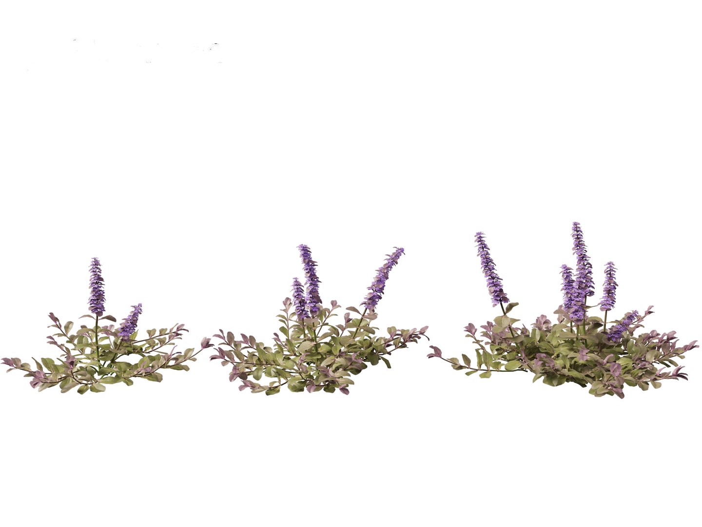HighPolyLowPoly Ajuga reptans - Carpet bugleweed model https://p.turbosquid.com/ts-thumb/1R/r3an9f/vW/ajugareptans013/jpg/1737092642/1920x1080/fit_q87/c206c011a38db8eca488ac06064964b24b7a0b53/ajugareptans013.jpg