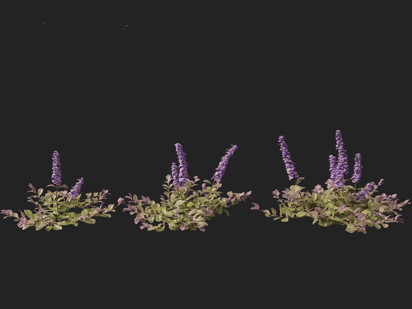 HighPolyLowPoly Ajuga reptans - Carpet bugleweed model https://p.turbosquid.com/ts-thumb/1R/r3an9f/x2/ajugareptans014/jpg/1737092644/1920x1080/fit_q87/5a87773b6c2e8881f4e0aa14b2422010f4d33e80/ajugareptans014.jpg