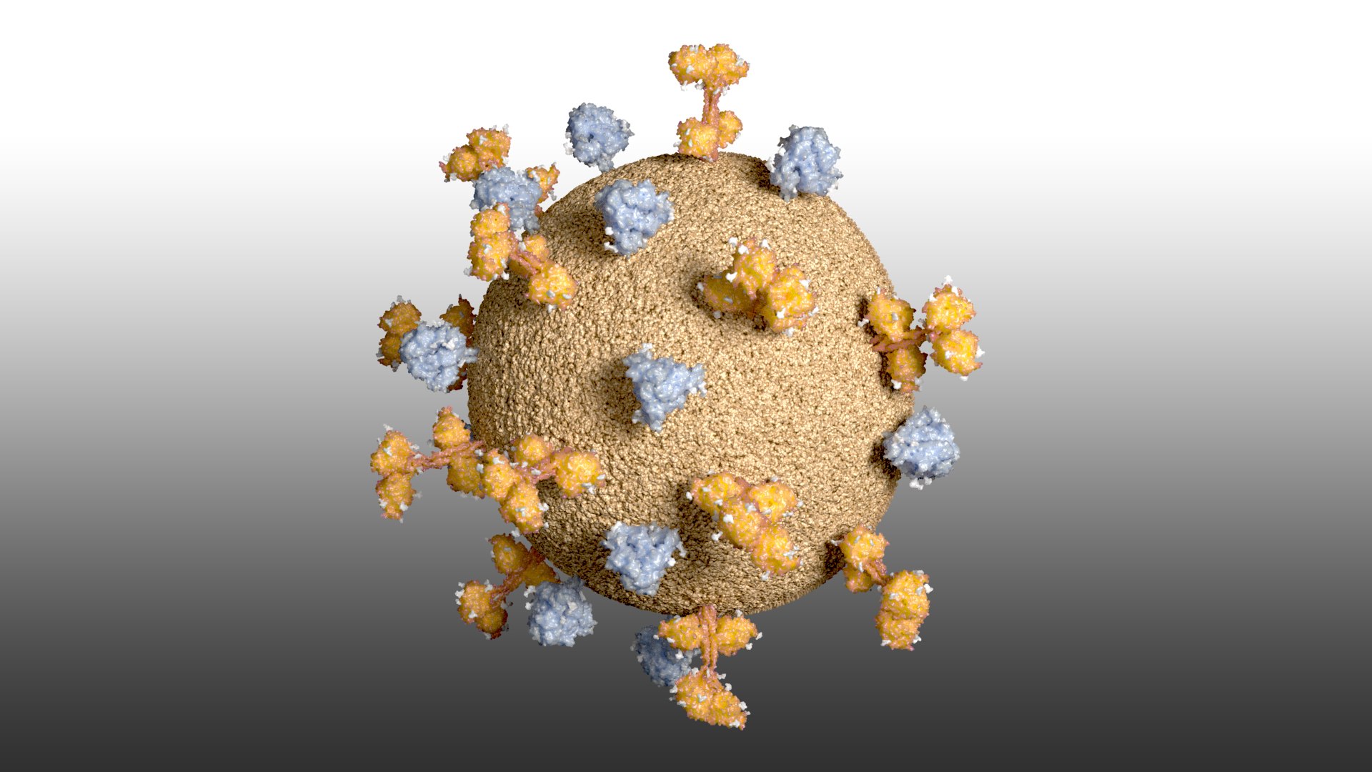 Nipahvirus- Half with Genome 3D model https://p.turbosquid.com/ts-thumb/1R/rGfgLO/5M/nipahvirus_beauty001/jpg/1749555700/1920x1080/fit_q87/7e5c7929afc84315543657a776f7419fa8310a0e/nipahvirus_beauty001.jpg