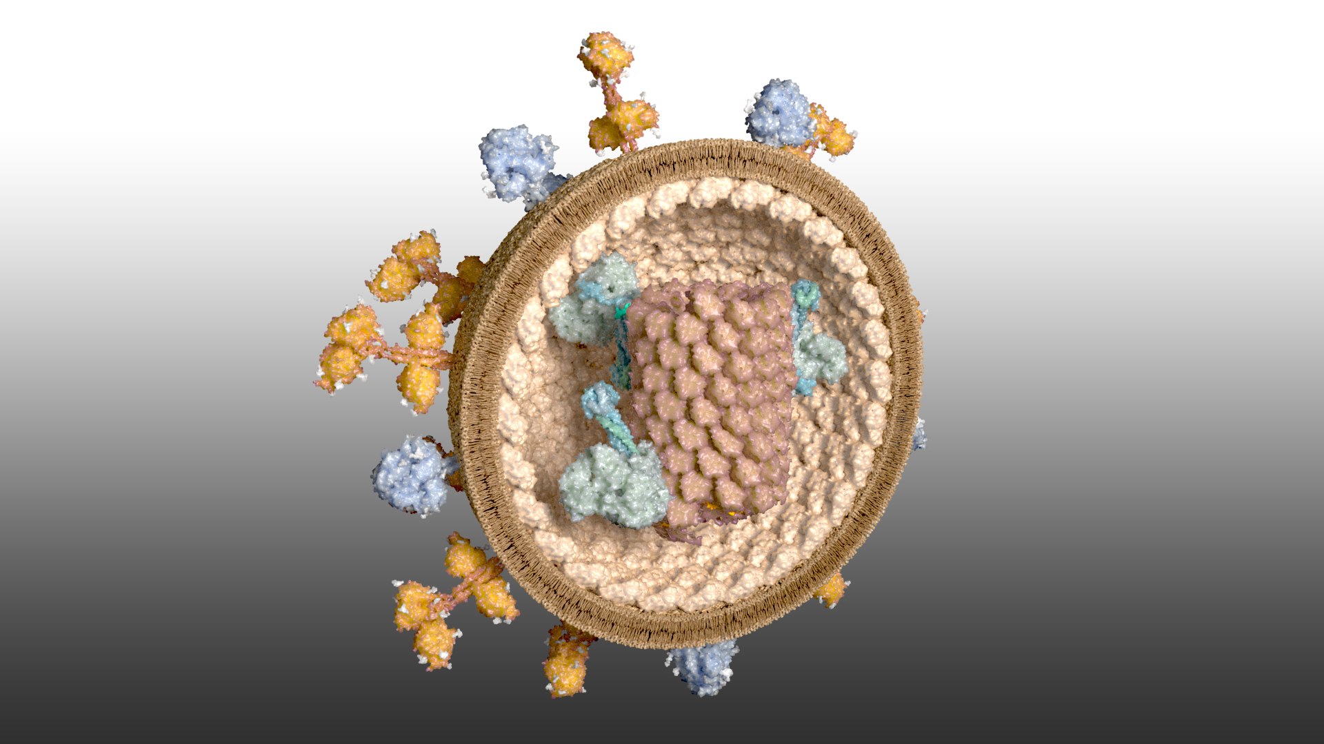 Nipahvirus- Half with Genome 3D model https://p.turbosquid.com/ts-thumb/1R/rGfgLO/Aa/nipahvirus_beauty002/jpg/1749555699/1920x1080/fit_q87/26a534aa40039c0dc7464fdbfdc0954eeb7e6c96/nipahvirus_beauty002.jpg