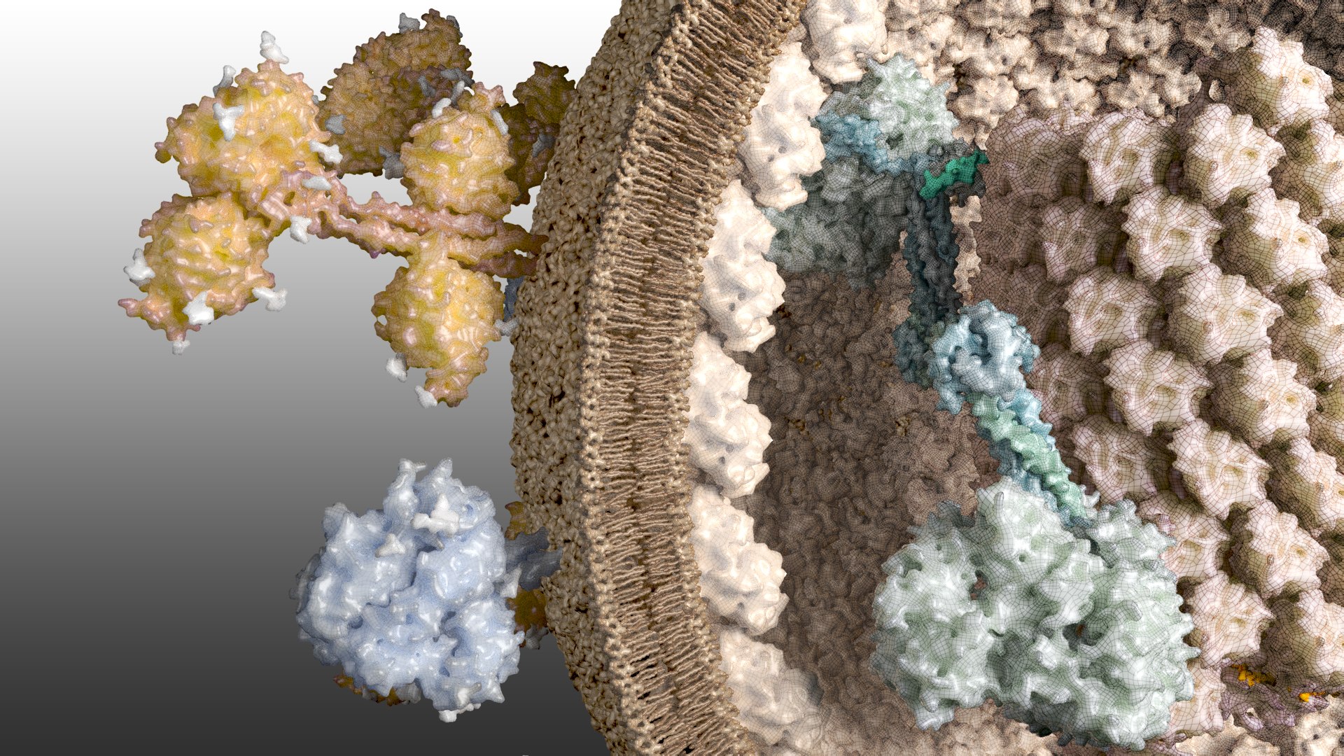 Nipahvirus- Half with Genome 3D model https://p.turbosquid.com/ts-thumb/1R/rGfgLO/Ij/nipahvirus_beauty004/jpg/1749555705/1920x1080/fit_q87/2cc0e86c7394427b80ea5c904c315e66e278f86e/nipahvirus_beauty004.jpg