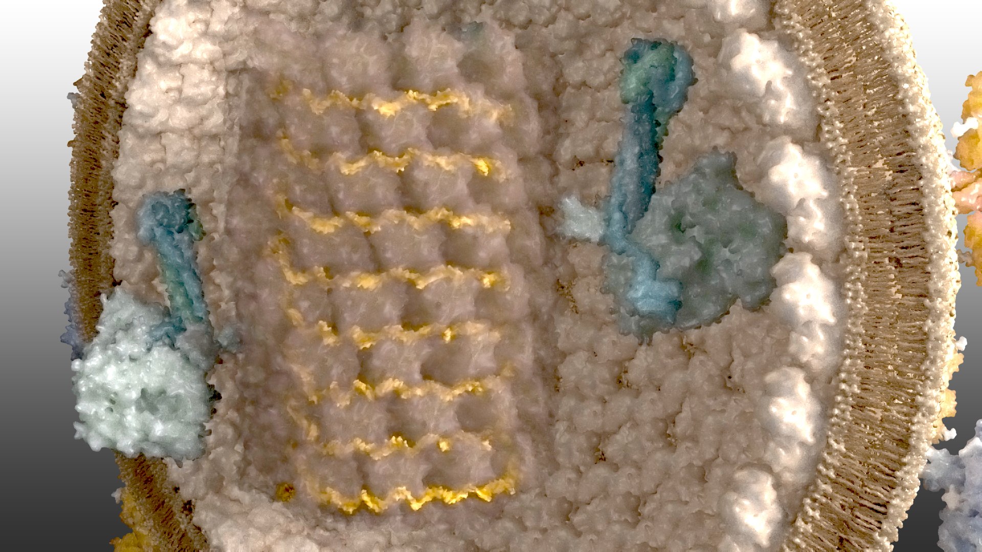 Nipahvirus- Half with Genome 3D model https://p.turbosquid.com/ts-thumb/1R/rGfgLO/KP/nipahvirus_beauty003/jpg/1749555701/1920x1080/fit_q87/6dcf14653b4b80ce5c5d196387d62dd58e36a204/nipahvirus_beauty003.jpg