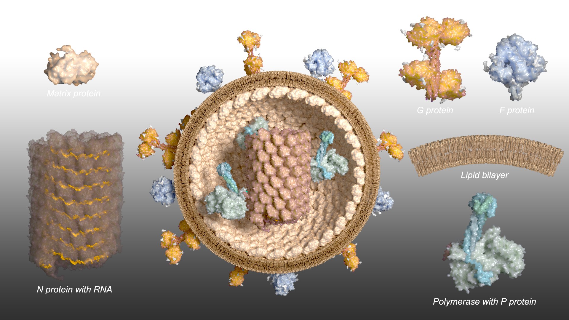 Nipahvirus- Half with Genome 3D model https://p.turbosquid.com/ts-thumb/1R/rGfgLO/a4/nipahvirus_beauty005/jpg/1749555703/1920x1080/fit_q87/56e2c98e3cdd45f2a9678862ba49c6c2059c1735/nipahvirus_beauty005.jpg