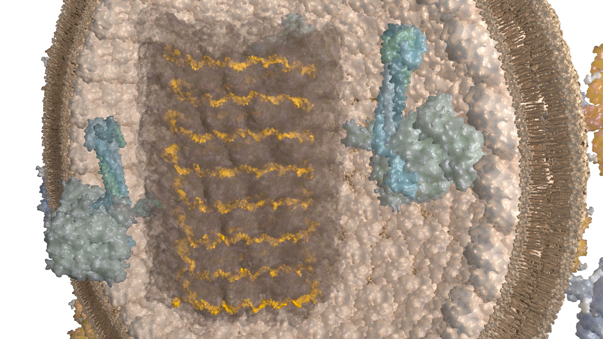 Nipahvirus- Half with Genome 3D model https://p.turbosquid.com/ts-thumb/1R/rGfgLO/hd/nipahvirus_beauty003b/png/1749555703/1920x1080/fit_q87/9a92cf9b9c45f81d37395c65a98ad7ebb37c532f/nipahvirus_beauty003b.jpg