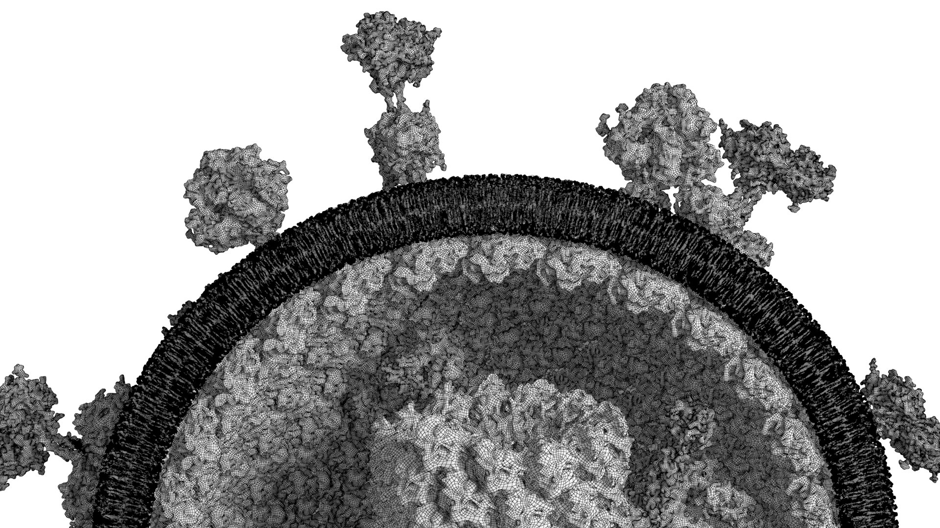 Nipahvirus- Half with Genome 3D model https://p.turbosquid.com/ts-thumb/1R/rGfgLO/qn/nipahvirus_wireframe/jpg/1749555706/1920x1080/fit_q87/83685448ce7b2e6c07e983190024f2f684ae6782/nipahvirus_wireframe.jpg