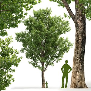 Poplar Populus deltoides V2