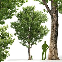Poplar Populus deltoides V2