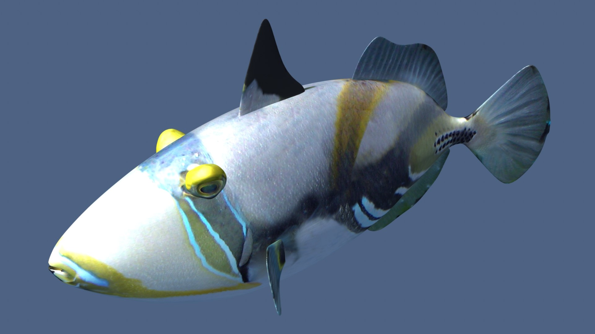 3D Picasso Triggerfish Model - TurboSquid 2194911