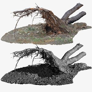 Fallen Pine Tree Bare Roots 16k Textures RAW 3D Scan
