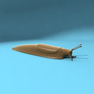 max slug snail