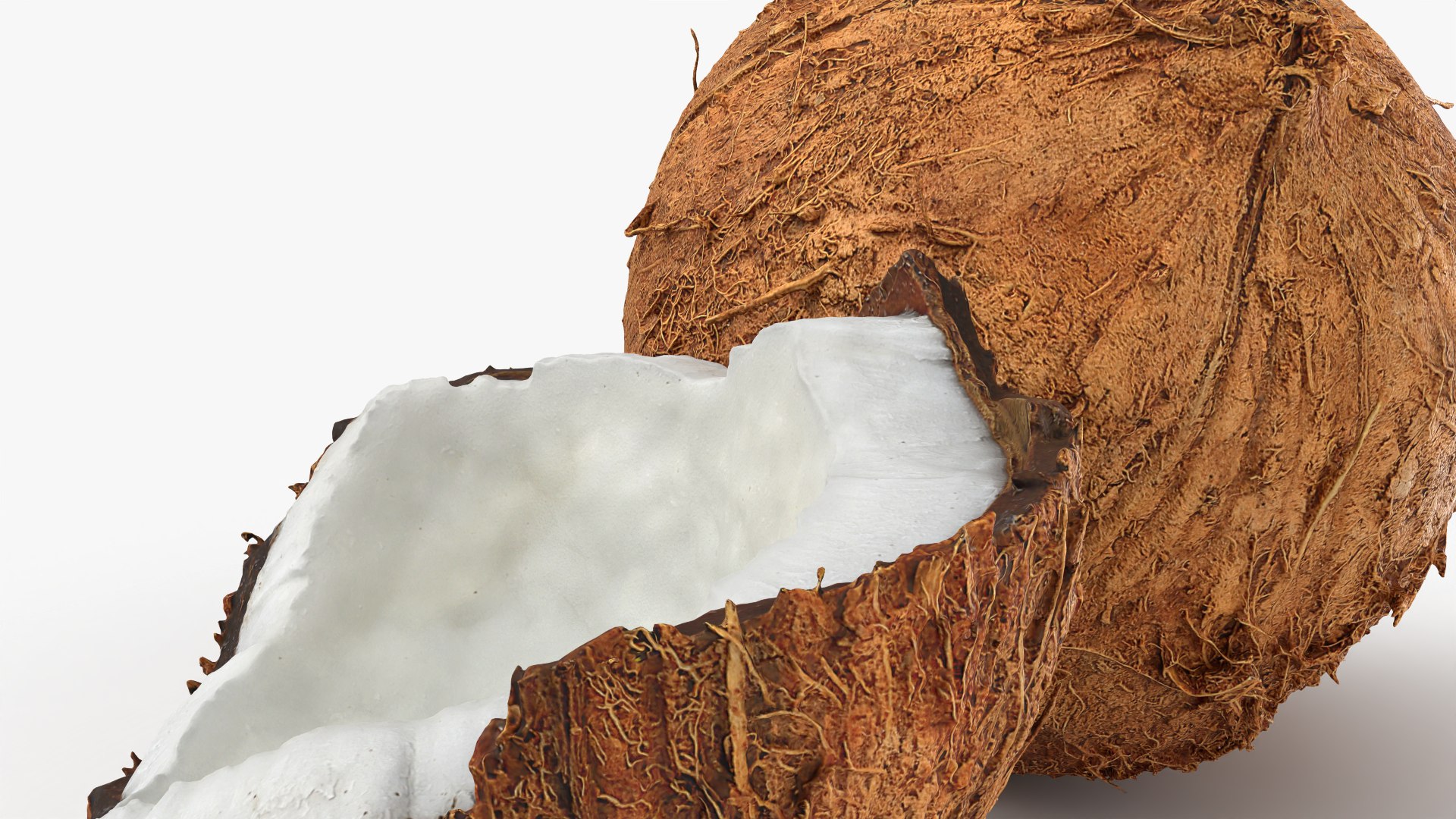 Coconuts 3D https://p.turbosquid.com/ts-thumb/1S/pIzYVm/0B/cutcoconut02_0008/png/1774471042/1920x1080/fit_q87/f34e2913d15107c2da417db9c0f4ffe9c830bba7/cutcoconut02_0008.jpg