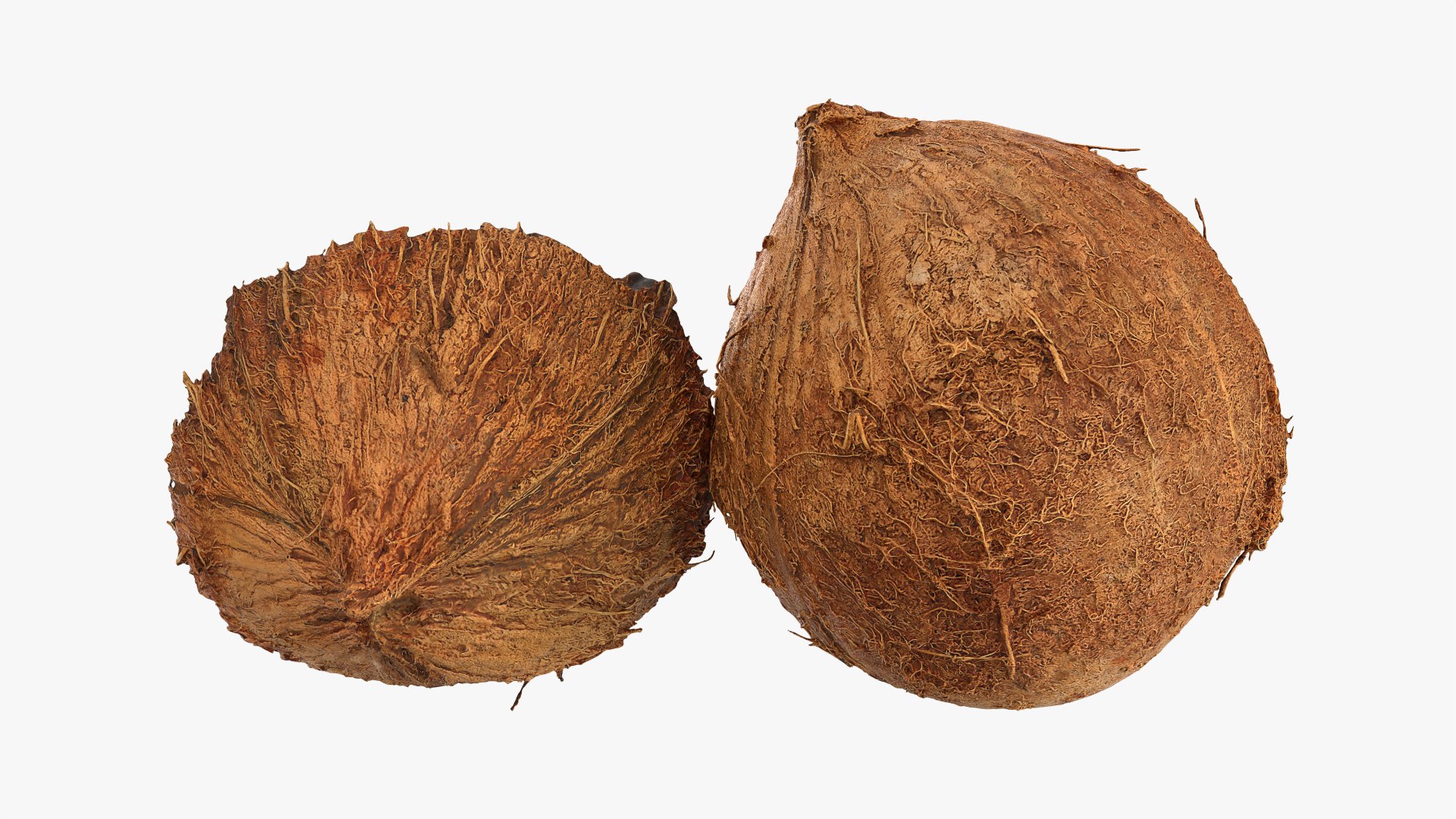 Coconuts 3D https://p.turbosquid.com/ts-thumb/1S/pIzYVm/0l/cutcoconut02_0010/png/1774471065/1920x1080/fit_q87/29c0126c6ae9f8bf4bf1d9ea5ef978a94f4f7035/cutcoconut02_0010.jpg