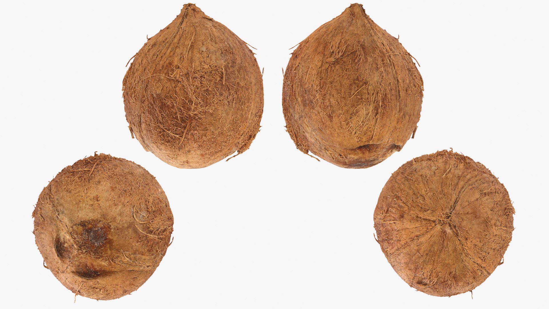 Coconuts 3D https://p.turbosquid.com/ts-thumb/1S/pIzYVm/8A/cutcoconut02_d0015/png/1774471075/1920x1080/fit_q87/cb5bbebf6dd29f304ddd2bfc98be6901185e6ef4/cutcoconut02_d0015.jpg