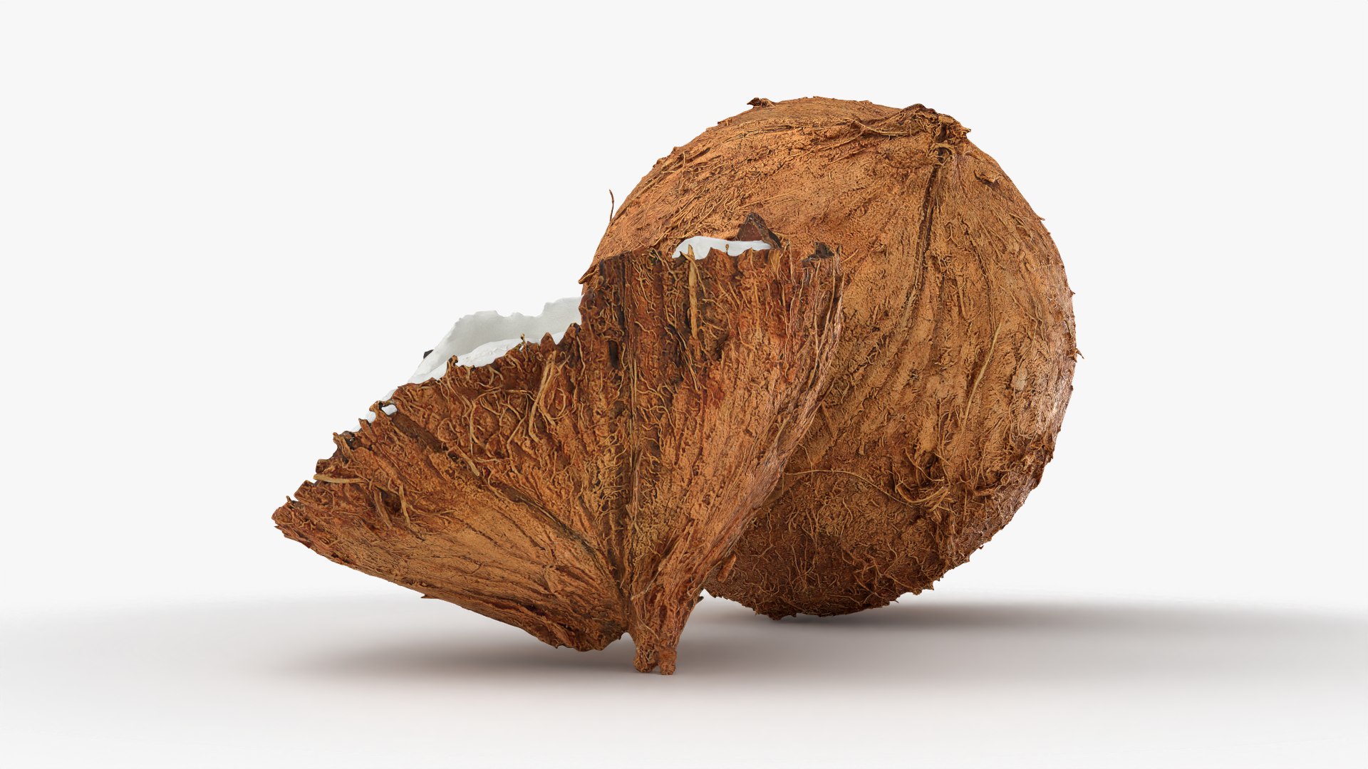 Coconuts 3D https://p.turbosquid.com/ts-thumb/1S/pIzYVm/Rq/cutcoconut02_0003/png/1774470995/1920x1080/fit_q87/81530612c867b0f32cf3d27d6546e841f3b2f5c5/cutcoconut02_0003.jpg