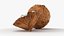 Noci di cocco