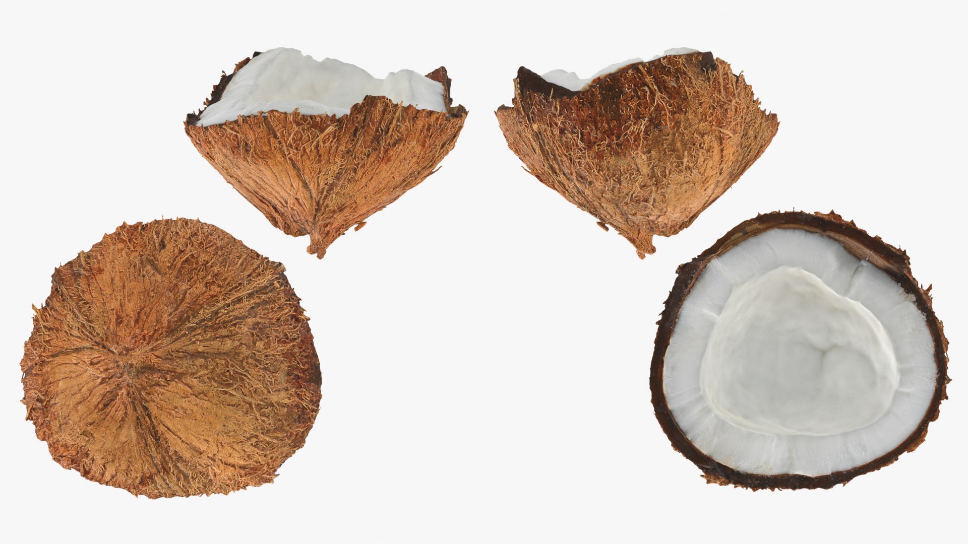 Coconuts 3D https://p.turbosquid.com/ts-thumb/1S/pIzYVm/VQ/cutcoconut02_d0016/png/1774471080/1920x1080/fit_q87/770c17b8e4aea6443d63c48ac999524f503327a5/cutcoconut02_d0016.jpg