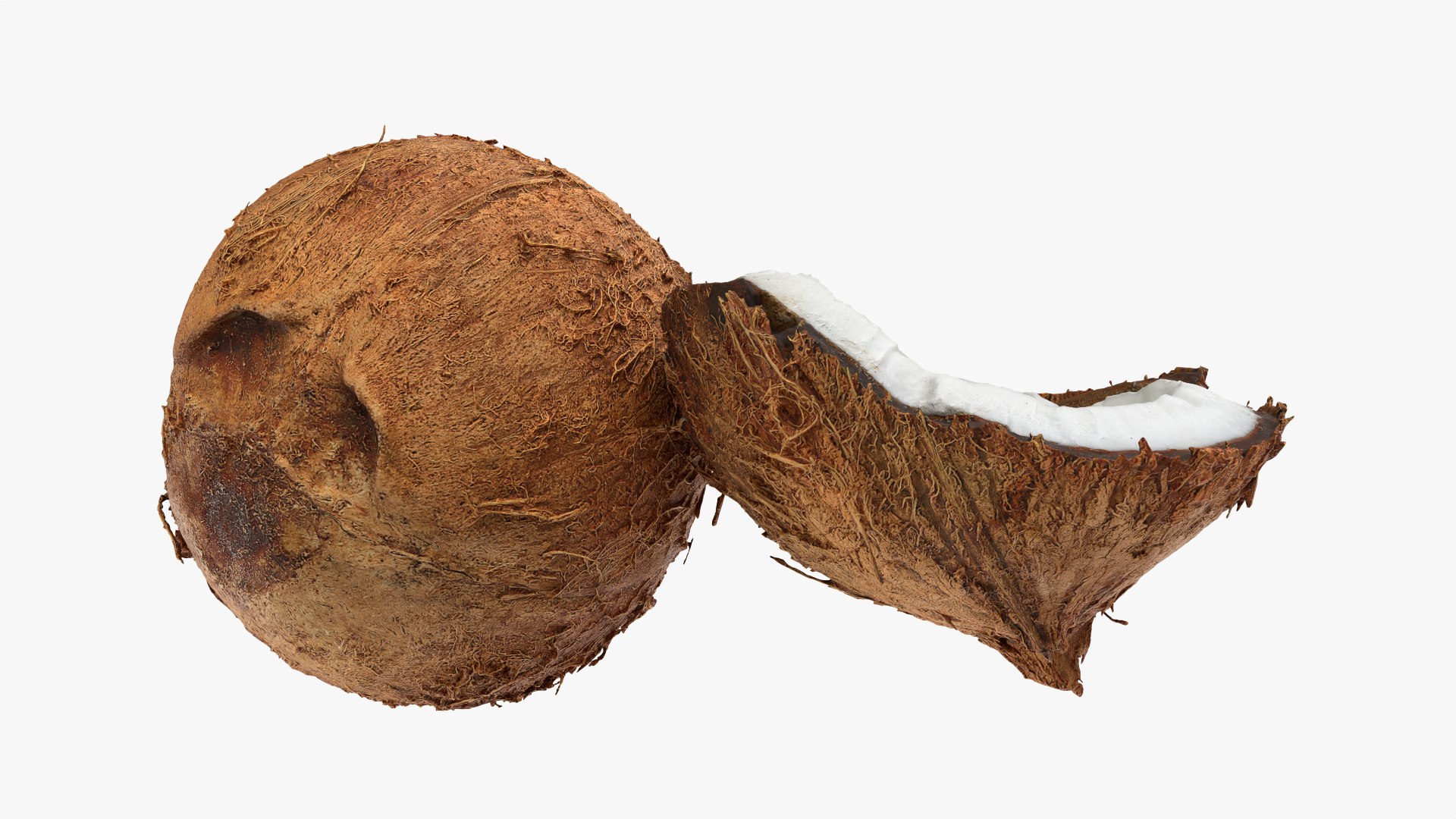 Coconuts 3D https://p.turbosquid.com/ts-thumb/1S/pIzYVm/u7/cutcoconut02_0009/png/1774471050/1920x1080/fit_q87/241a31e1d46926af5cabbb4c7a690530eb2f3524/cutcoconut02_0009.jpg