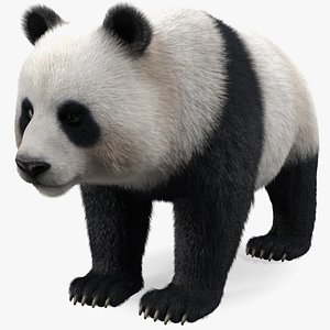 Giant Panda Fur 3D model