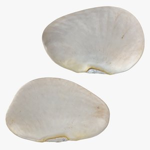 Lima Bean Collection model
