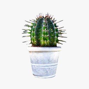 3D model A spiked cactus rests in a white pot