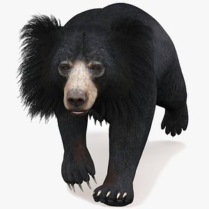 sloth bear animal 3D