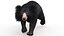 sloth bear animal 3D