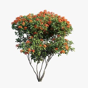 3D ixora plant set 06