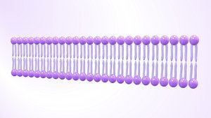 Phospholipid bilayer