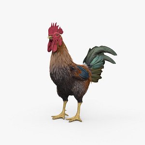3D Rooster HD