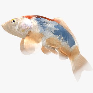 3D Japanese Carp Fish Rigged L1835