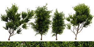 3D Collection plant vol 536 - blender model