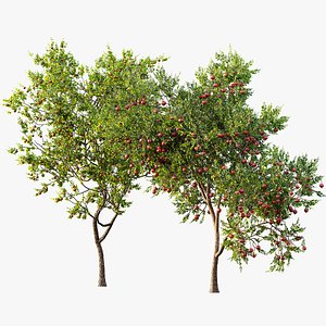 AV Fruit Trees Punica Granatum Pomegranate and Diospyros Kaki Persimmon 3D model