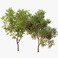 AV Fruit Trees Punica Granatum Pomegranate and Diospyros Kaki Persimmon