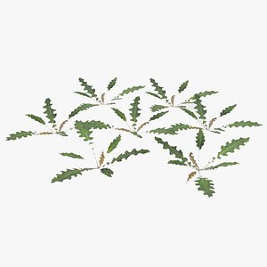 plant lawn 3D model
