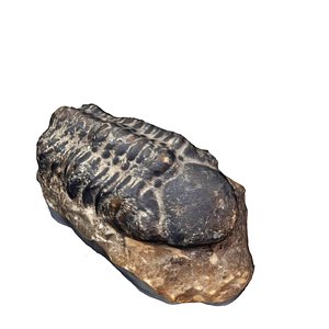 trilobite fossil 3d max