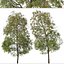 Set de Escobilla llorona o Árbol Melaleuca viminalis - 2 Árboles