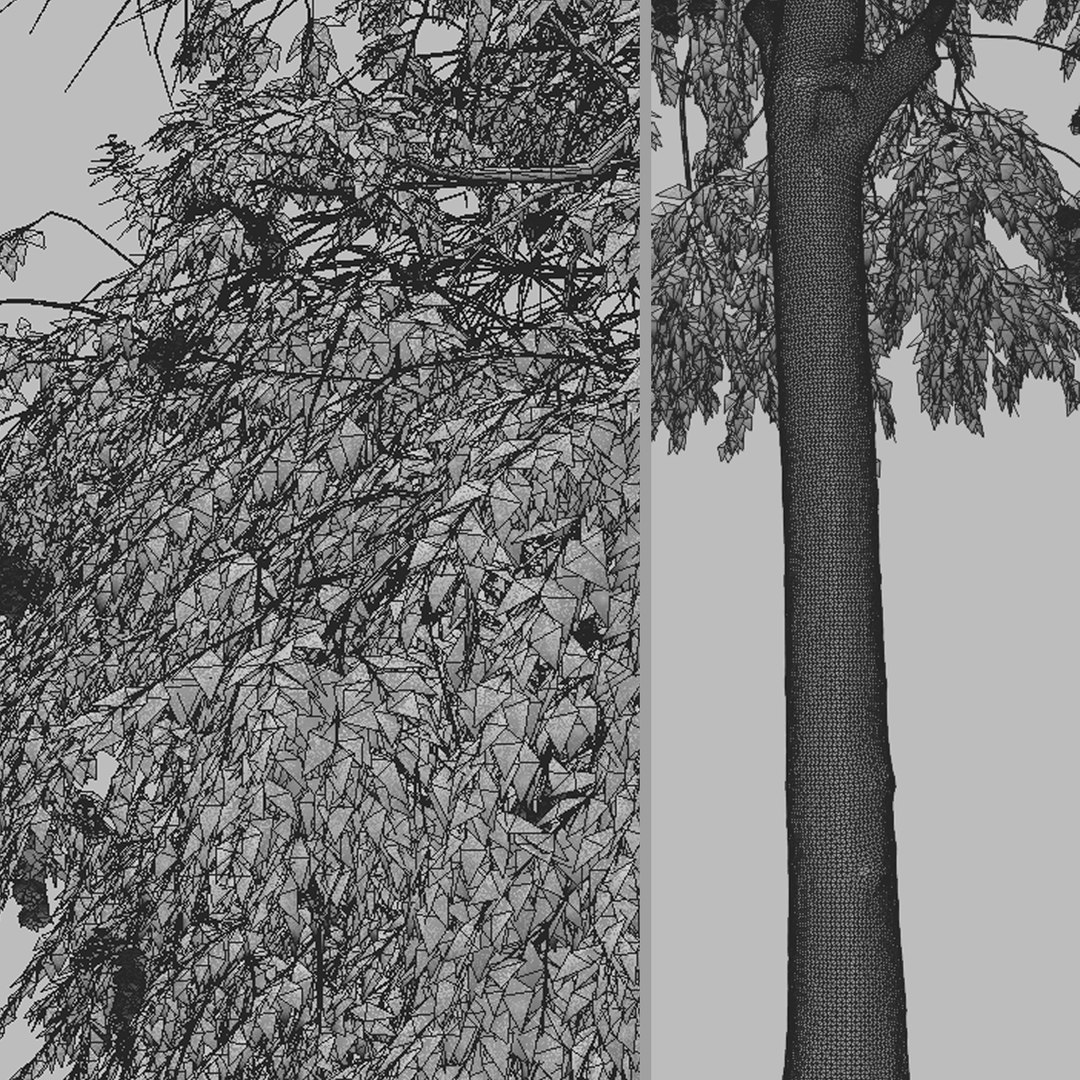 3D Set of Weeping bottlebrush or Melaleuca viminalis Tree - 2 Trees https://p.turbosquid.com/ts-thumb/1T/oYVsD4/BW/weepingbottlebrush7t/png/1668354630/1920x1080/fit_q87/c9527f67da34887f92d5bf4dbb7167a365cd8b06/weepingbottlebrush7t.jpg