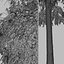Set de Escobilla llorona o Árbol Melaleuca viminalis - 2 Árboles