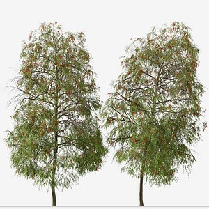 3D Set of Weeping bottlebrush or Melaleuca viminalis Tree - 2 Trees