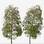 Set de Escobilla llorona o Árbol Melaleuca viminalis - 2 Árboles