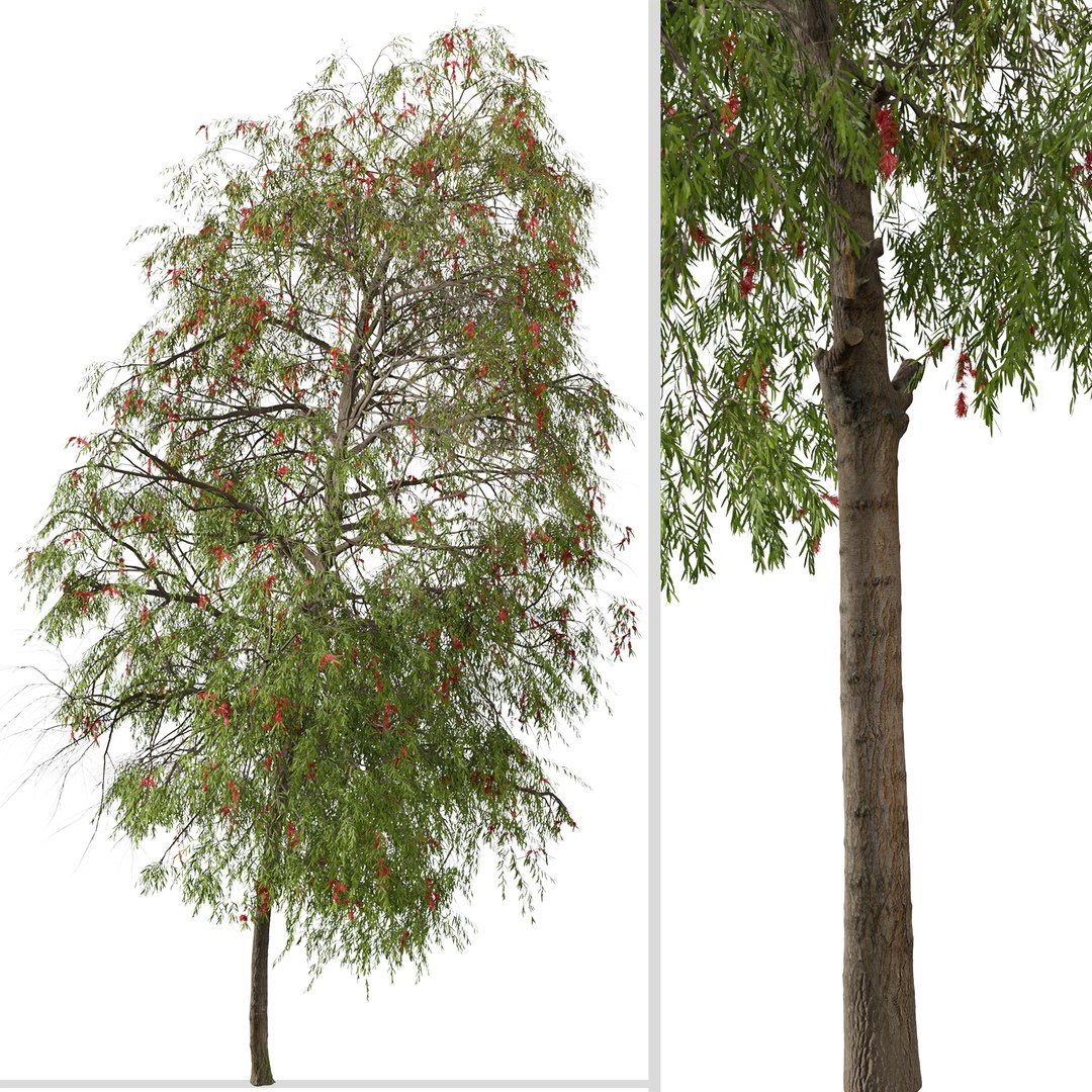 3D Set of Weeping bottlebrush or Melaleuca viminalis Tree - 2 Trees https://p.turbosquid.com/ts-thumb/1T/oYVsD4/Qs/weepingbottlebrush6/png/1668353993/1920x1080/fit_q87/c9d95426d3dd52166377c207a4a98052c5a3c788/weepingbottlebrush6.jpg
