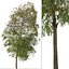 Set de Escobilla llorona o Árbol Melaleuca viminalis - 2 Árboles