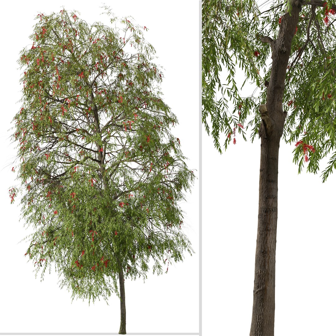 3D Set of Weeping bottlebrush or Melaleuca viminalis Tree - 2 Trees https://p.turbosquid.com/ts-thumb/1T/oYVsD4/Th/weepingbottlebrush2/png/1668354017/1920x1080/fit_q87/e5f97118ee3a007a2e6559a7b2a42f032108aa1b/weepingbottlebrush2.jpg